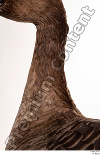 Greater white-fronted goose Anser albifrons neck 0007.jpg